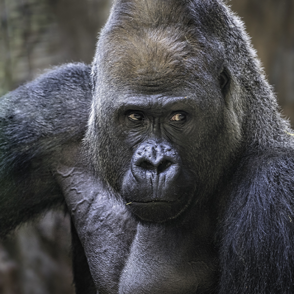 Il gorilla ce l'ha piccolo podcast di Vincenzo Venuto,